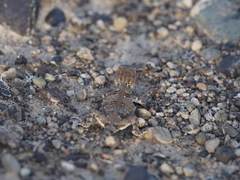 Phrynocephalus helioscopus