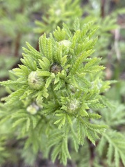 Cota tinctoria