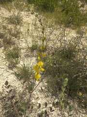 Onobrychis galegifolia