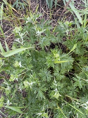Potentilla argentea