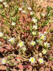 Mesembryanthemum nodiflorum