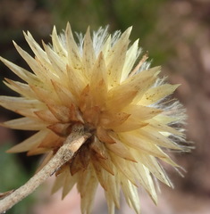 Syncarpha ferruginea