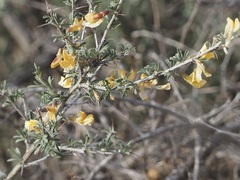 Caragana balchaschensis