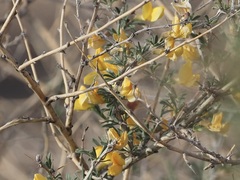 Caragana balchaschensis