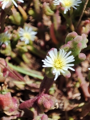 Mesembryanthemum nodiflorum