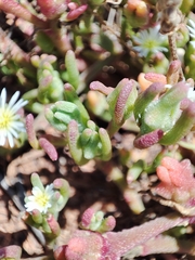 Mesembryanthemum nodiflorum