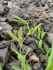 Lathyrus tuberosus
