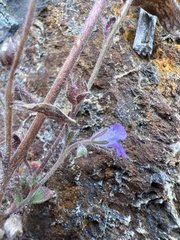 Phacelia vallicola