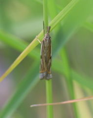 Crambus pratella