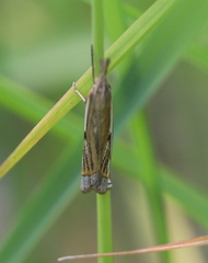 Crambus pratella