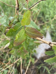 Lonicera tatarica