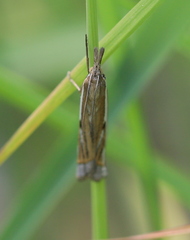 Crambus pratella