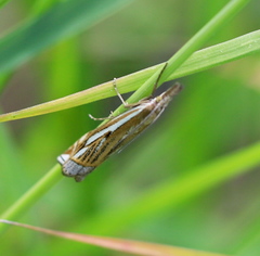 Crambus pratella