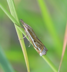 Crambus pratella