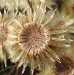 Syncarpha ferruginea