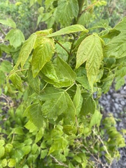 Acer negundo