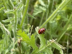 Gonioctena fornicata