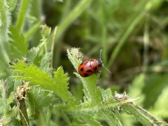 Gonioctena fornicata