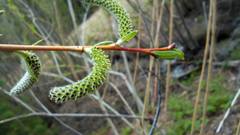 Salix purpurea