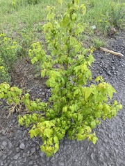 Acer negundo