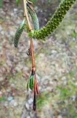 Salix purpurea
