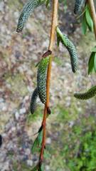 Salix purpurea