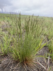 Festuca