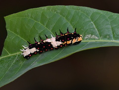 Papilio clytia