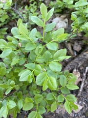 Vaccinium myrtillus