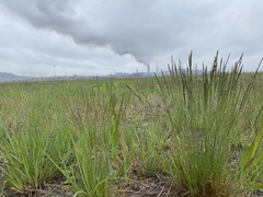 Festuca