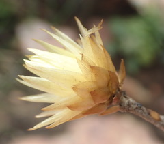 Syncarpha ferruginea