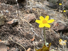 Eriophyllum congdonii