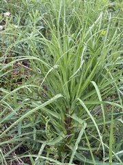 Asteraceae