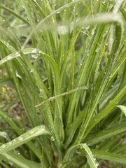 Asteraceae