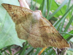 Endropiodes indictinaria