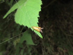 Nemophora staudingerella
