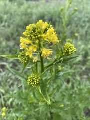 Sisymbrium loeselii