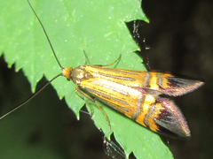 Nemophora staudingerella