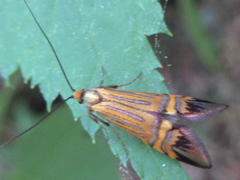 Nemophora staudingerella