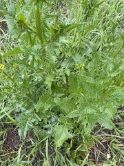 Sisymbrium loeselii