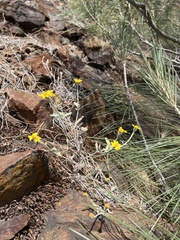 Eriophyllum congdonii
