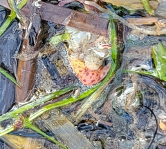 Apostichopus californicus