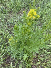 Sisymbrium loeselii