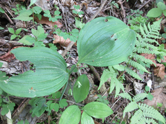 Polygonatum inflatum