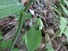 Polygonatum inflatum