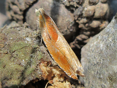Ancylis partitana