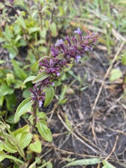 Dracocephalum thymiflorum