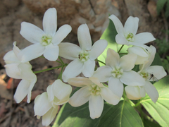 Vincetoxicum ascyrifolium