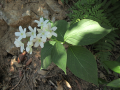 Vincetoxicum ascyrifolium
