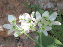 Vincetoxicum ascyrifolium